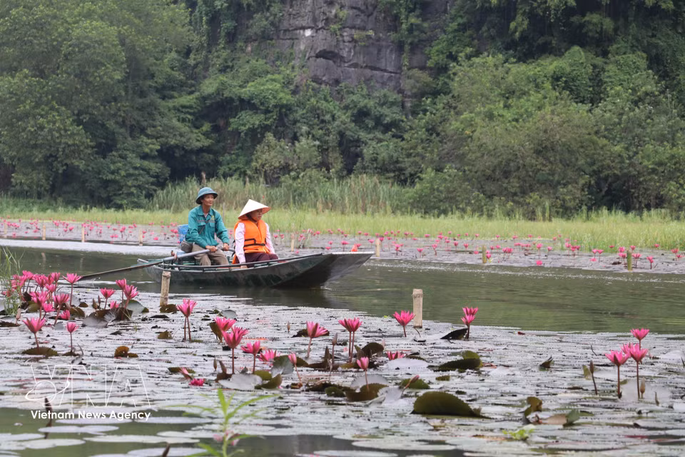 Travelling downstream by boat, visitors can admire the blooming flowers and capture peaceful moments amid the heritage landscape. (Thuy Dung/VNA)