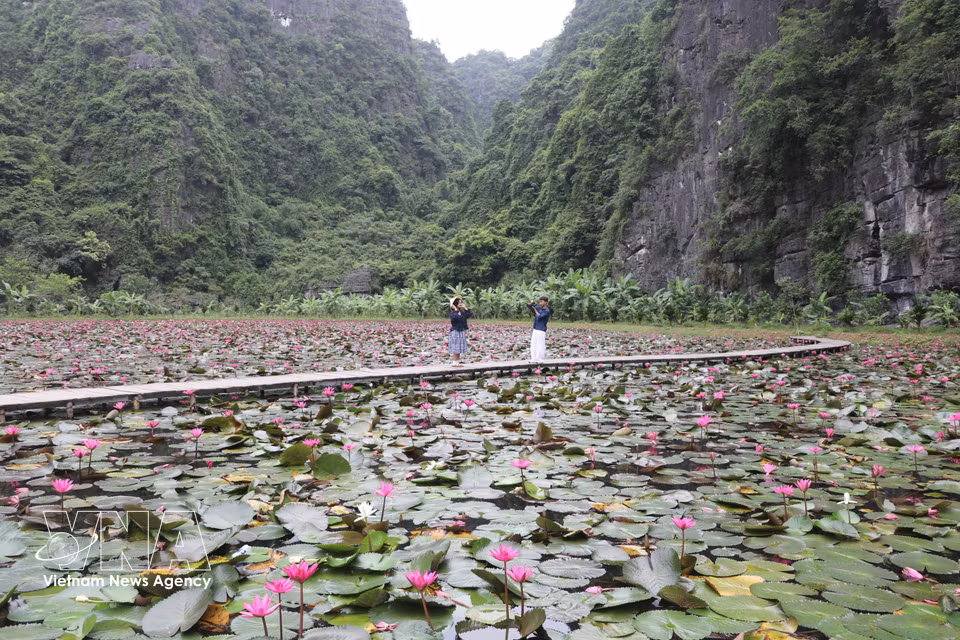 The purple water lily season is a popular attraction, drawing many young visitors who come to explore and take photographs. (Thuy Dung/VNA)