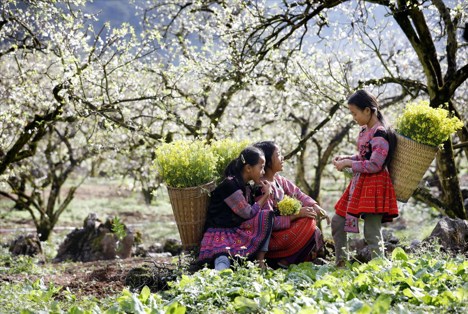 Plum blossoms in Long Luong (Moc Chau). (Photo: Vietnam Pictorial/VNA)