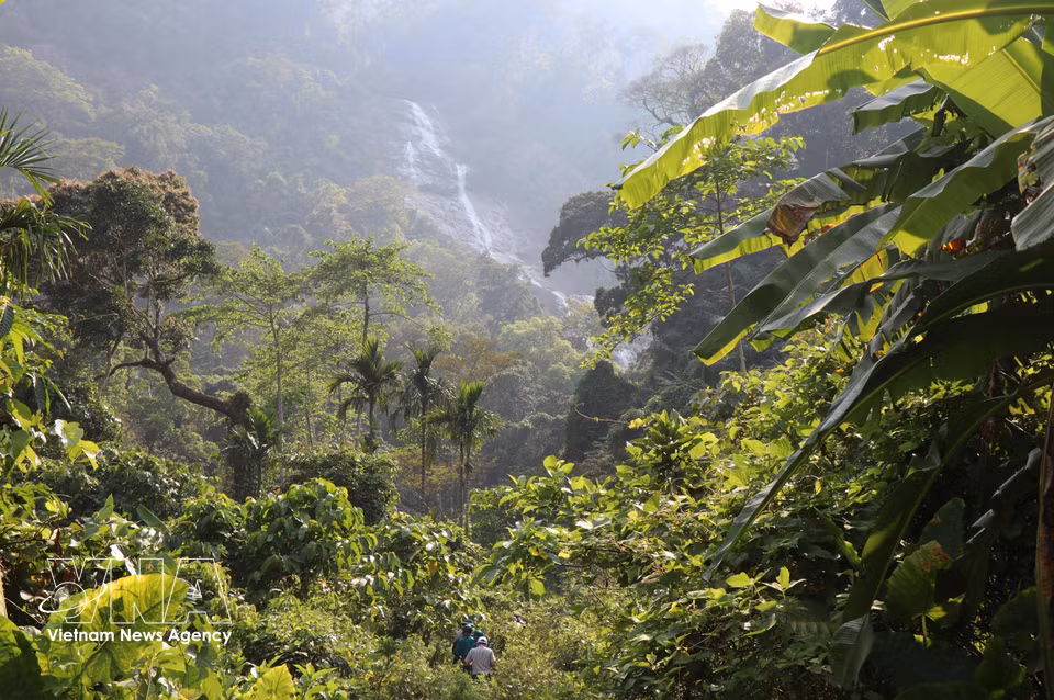 The primary forest ecosystem at Thac Lua Waterfall. (Photo: VNA)