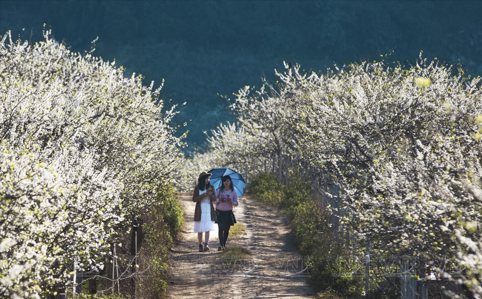 Visitors enjoy strolling along paths filled with blossoms. (Photo: Vietnam Pictorial/VNA)