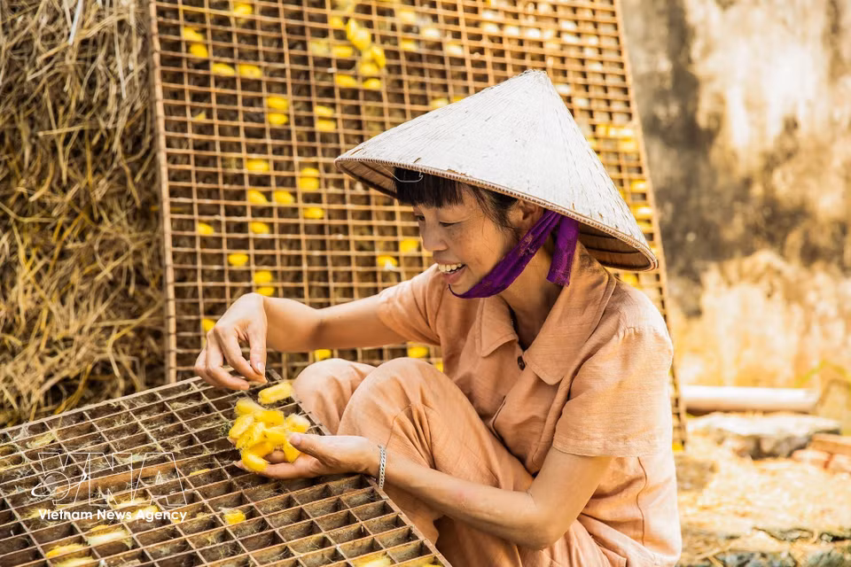Trays of golden cocoons are prepared for transport from Vu Tien commune to the tussah silk weaving village of Le Loi, where they begin their transformation into silk yarn. (Photo: VNA)