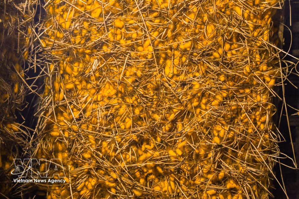 When ready for harvest, the cocoons are covered in shiny golden shells made from silk filaments that can stretch hundreds of metres, protecting the pupae inside. (Photo: VNA)