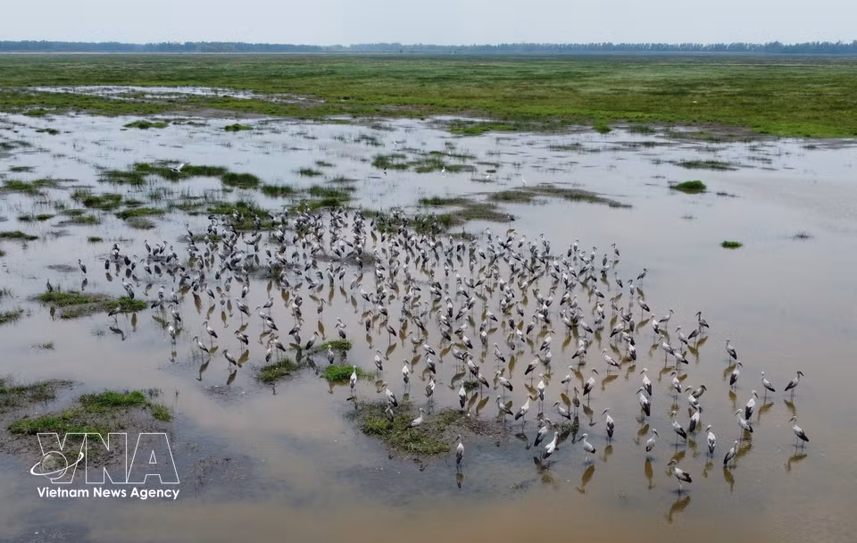 Flocks of Asian openbills present in the wetlands of Tram Chim National Park. (Photo: VNA)