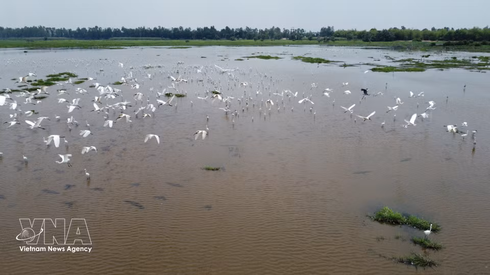 White storks forage in the wetlands of Tram Chim National Park. (Photo: VNA)