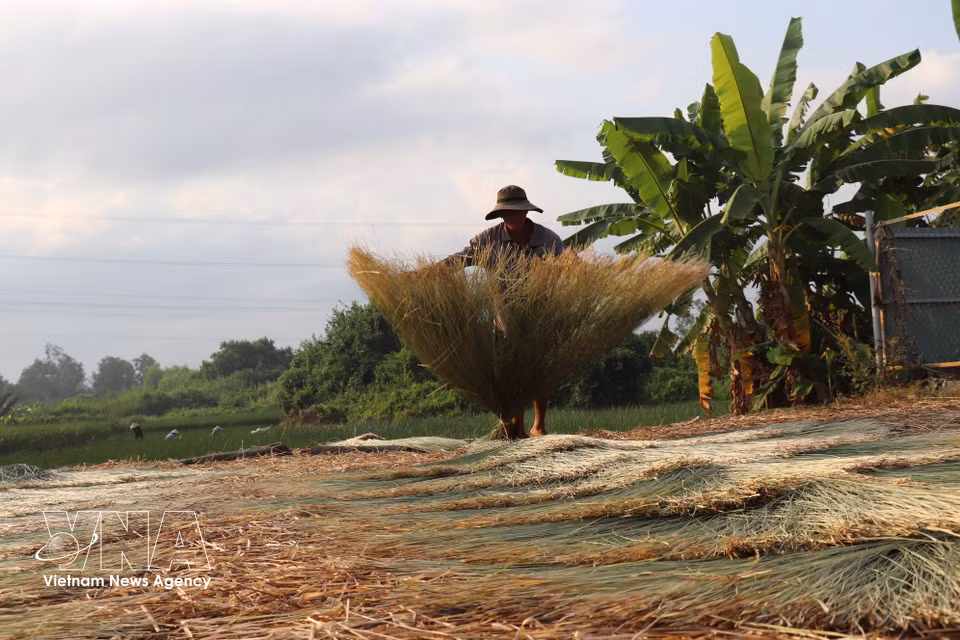 Residents of Nhut Tao estuary begin drying sedge grass as early as 6 a.m. (Photo: VNA)