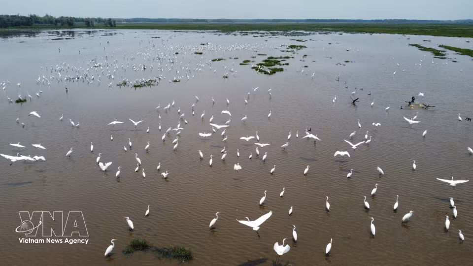 Thousands of birds and storks appear in the wetlands of Tram Chim National Park. (Photo: VNA)
