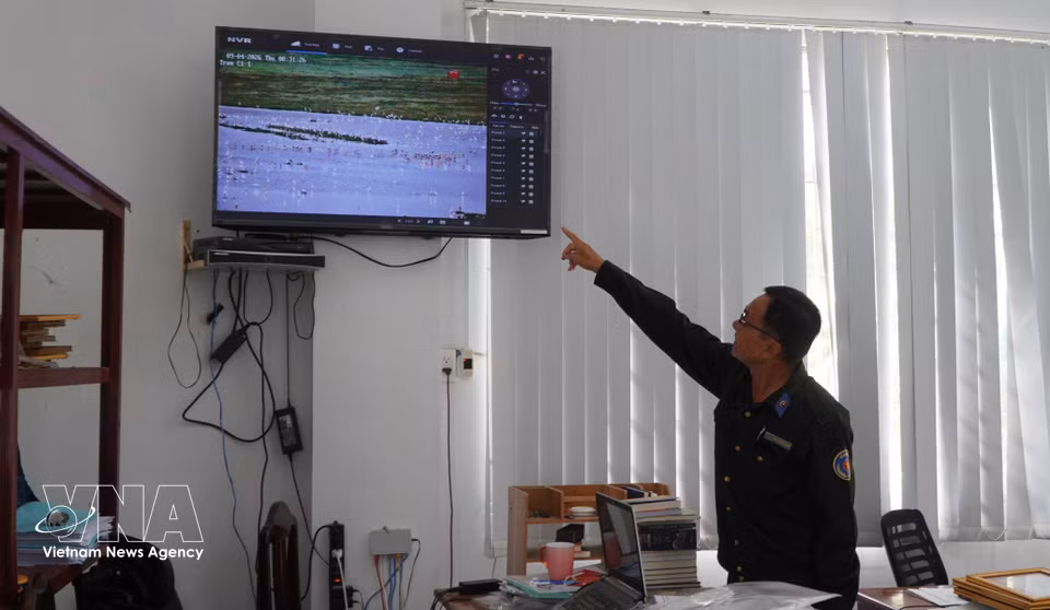 Tram Chim National Park uses remote monitoring to track birds and storks returning to forage. (Photo: VNA)