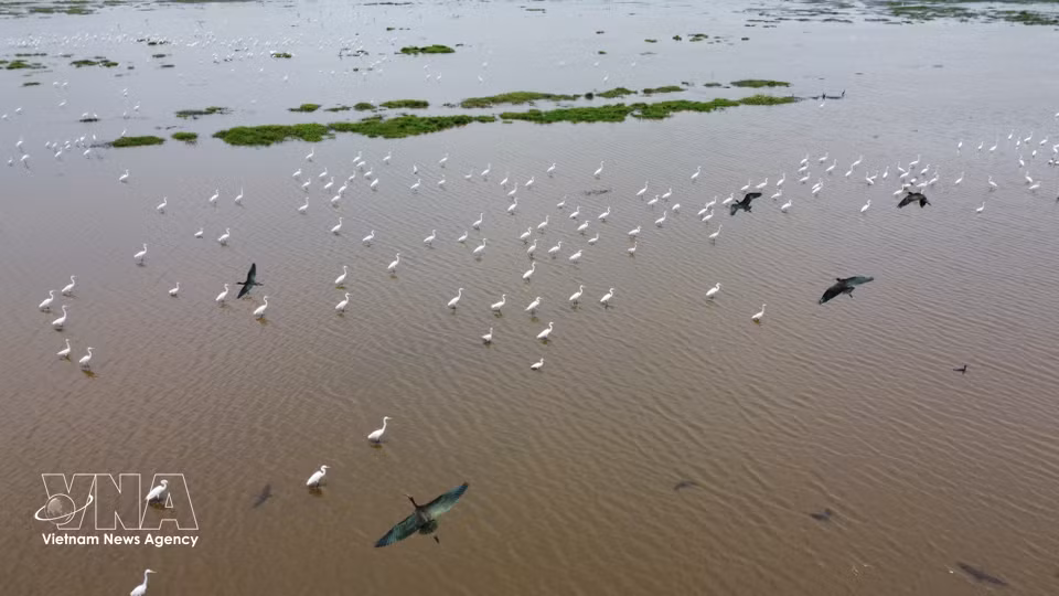 Flocks of birds and storks forage in the wetlands of Tram Chim National Park. (Photo: VNA)