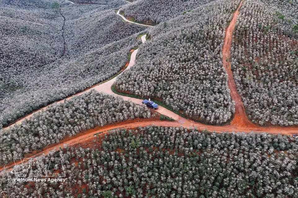 Coffee blossoms burst into bloom across the hillsides in Chieng Mai commune in the northern province of Son La, creating a romantic and picturesque landscape. (Photo: VNA)