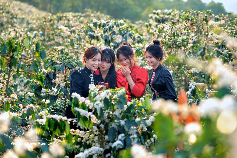 Coffee blossoms burst into bloom across the hillsides in Chieng Mai commune, Son La province, creating a romantic and picturesque landscape that attracts young visitors. (Photo: VNA)