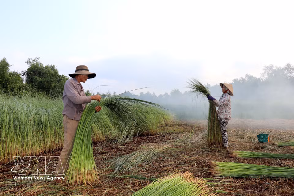 Nguyen Van Cu and his wife harvest sedge grass. (Photo: VNA)