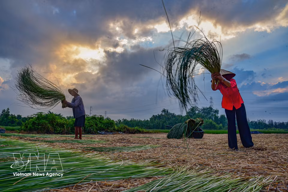 Residents of Nhut Tao estuary begin drying sedge grass as early as 6 a.m. (Photo: VNA)
