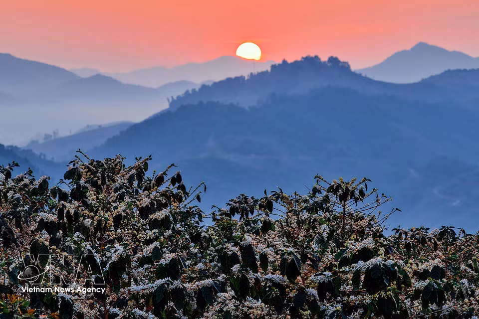 Coffee blossoms burst into bloom across the hillsides in Chieng Mai Commune, creating a romantic and picturesque landscape that attracts young visitors. (Photo: VNA)