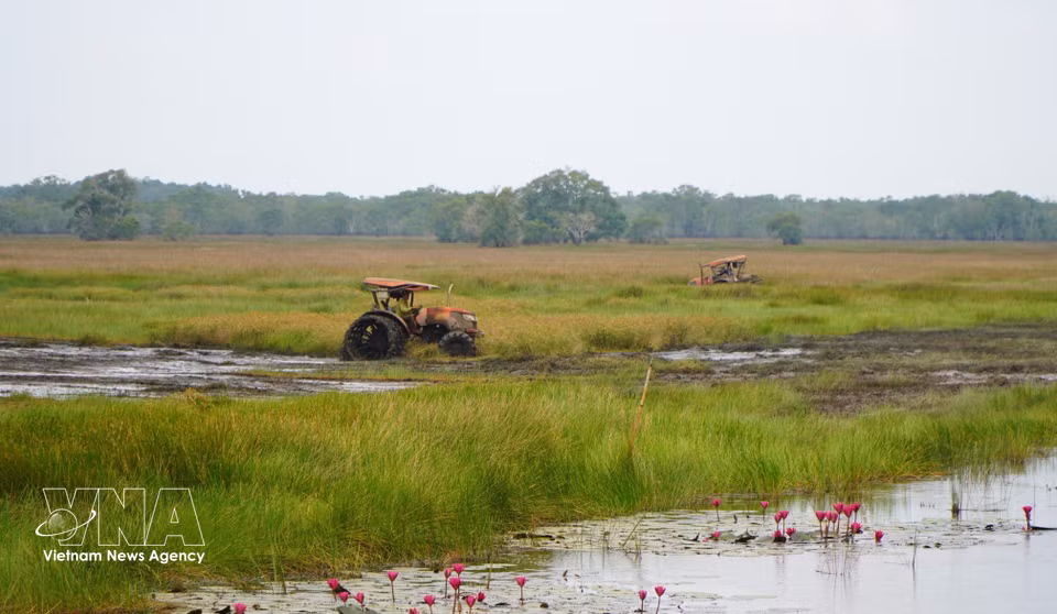 Tram Chim National Park regulates water levels and dredges soil channels to create favourable conditions for birds and storks to forage. (Photo: VNA)