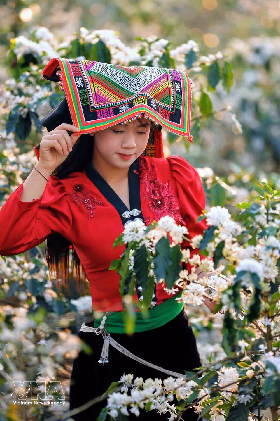 Coffee blossoms burst into bloom across the hillsides in Chieng Mai commune, Son La province, creating a romantic and picturesque landscape that attracts young visitors. (Photo: VNA)
