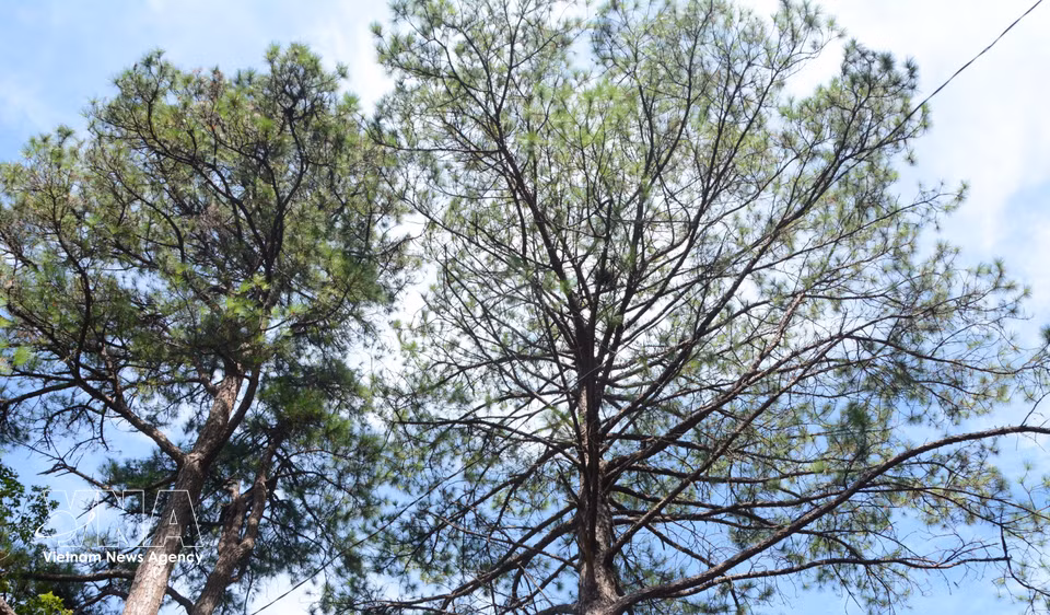 Century-old pine trees at Bach Ma National Park. (Photo: Van Dung – VNA)