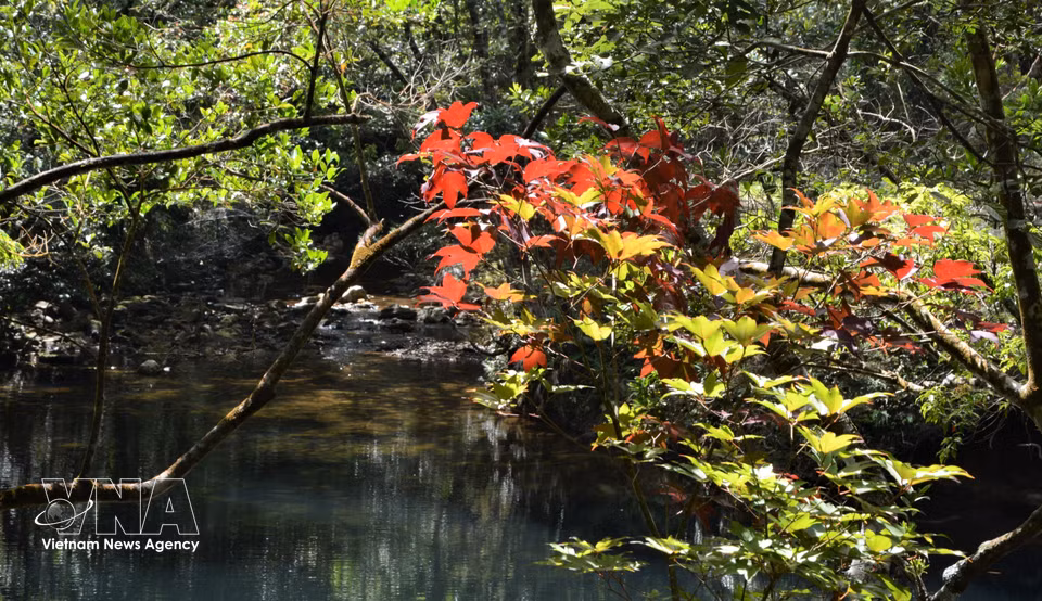 Rich and diverse flora at Bach Ma National Park. (Photo: Van Dung – VNA)