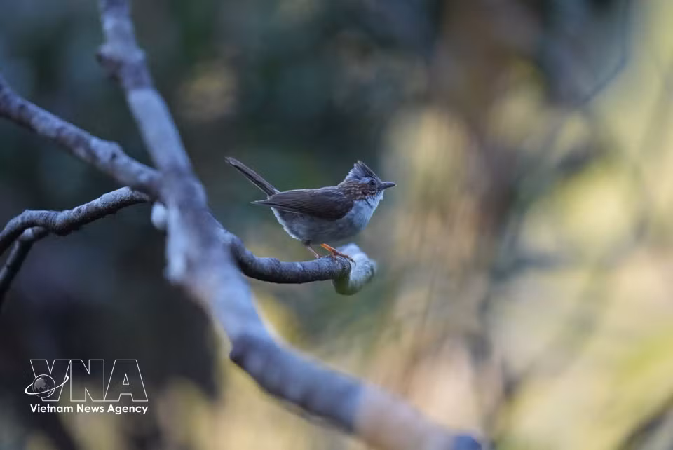 Rare bird species inhabit Bach Ma National Park. (Photo: Van Dung – VNA)