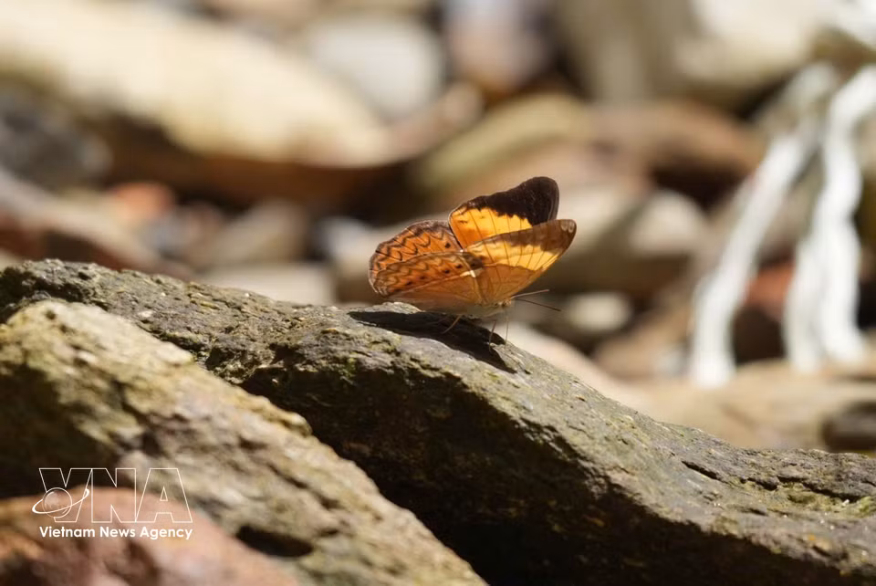 A butterfly at Bach Ma National Park. (Photo: Van Dung – VNA)