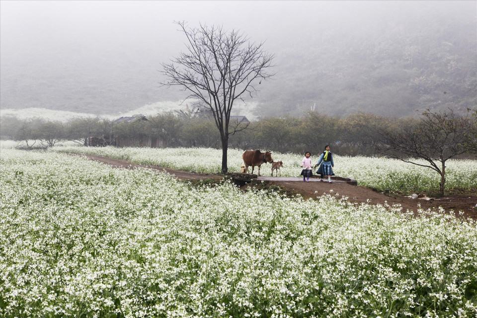 In spring, fields of white mustard flowers come into full bloom. (Photo: Vietnam Pictorial/VNA)