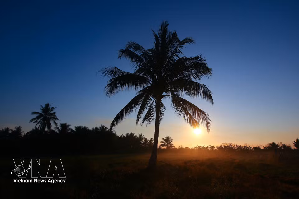 Trees silhouetted in the early morning light in Can Tho. (Photo: VNA)