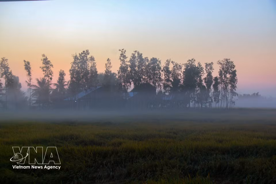 Fields covered in a light layer of mist in Can Tho. (Photo: VNA)