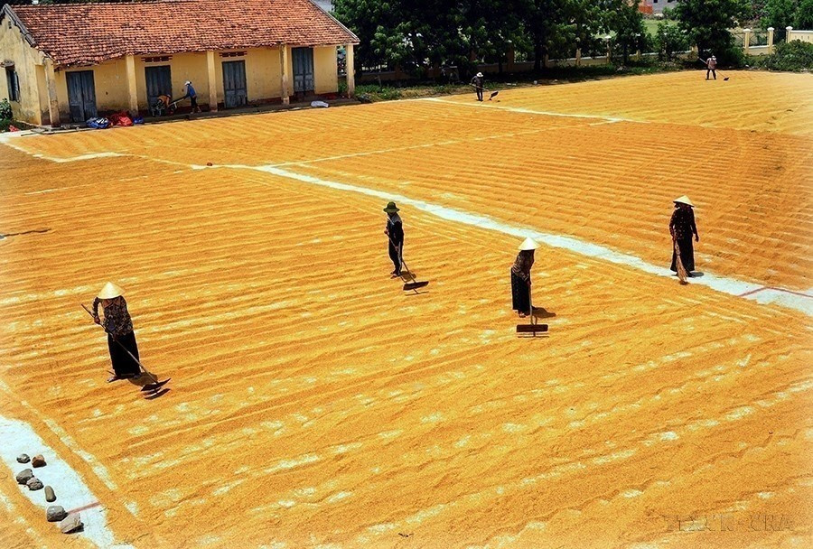 During the 2011–2015 period, Vietnam achieved ahead of schedule many Millennium Development Goals, particularly in poverty reduction. The poverty rate fell to below 4.5% in 2015 from 14.2% in 2010, while in poor districts it declined from 58.3% to 28%. (Photo: VNA)