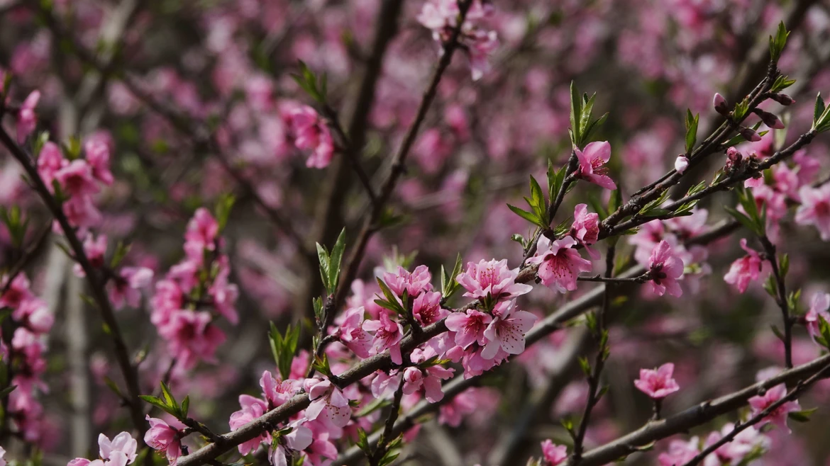 Peach blossoms brighten Vietnam's traditional Tet
