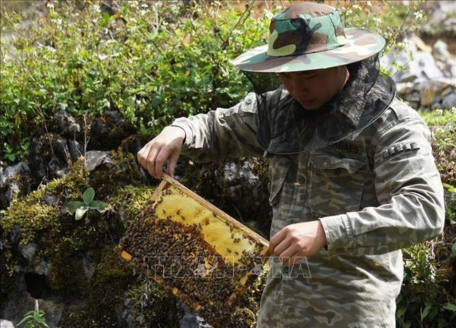 A beekeeper collects honey in Meo Vac district, Ha Giang province (Photo: VNA) mint-honey-2.jpg