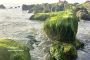 Green moss transforms Co Thach beach in Vietnam's Central Highland