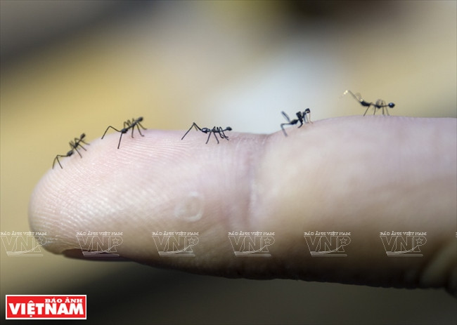 The ants (Photo: VNA)