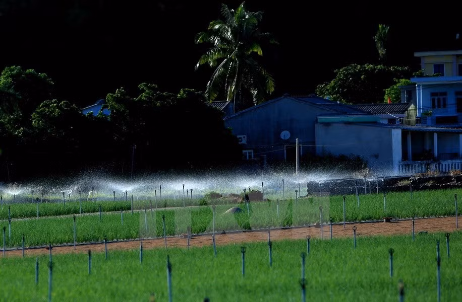 Almost all onion and garlic farming areas in Ly Son Island have been installed with electricity-powered automatic watering systems (Photo: VNA)