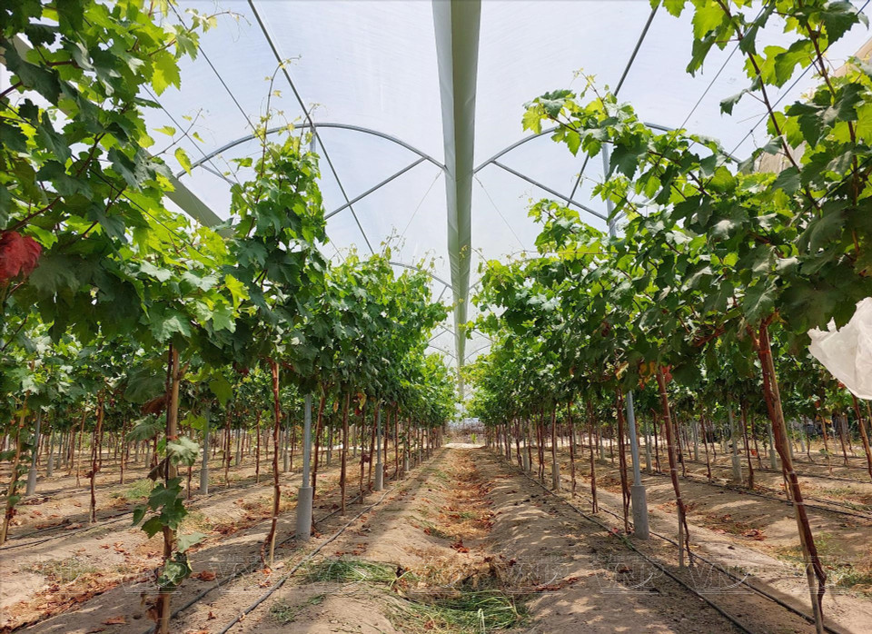 The 2,000 square metre NH04-102 vineyard has an estimated yield of 1.2 tons per 500 square metres. Average selling prices range from 200,000 to 220,000 VND per kilo, or 2-4 times higher than other grape varieties. (Photo: VNP/VNA)