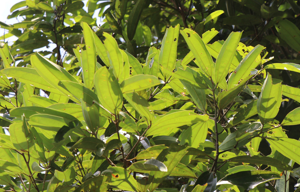 Cinnamon leaves are widely used in the pharmaceutical industry. (Photo: VNA)