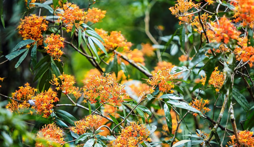 The rustic and fresh flowers bloom on the banks of Mooc spring. (Photo: VNA)