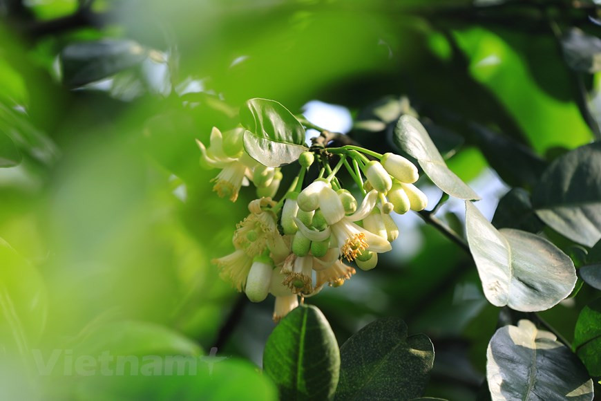 Admiring pomelo petals with their milk-like white colour opening on strong branches is an experience out of this world. (Photo: VNA)