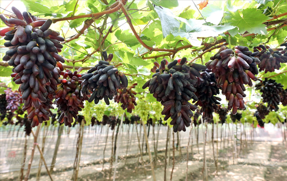 The first NH04-102 seedless black finger grape vineyard in Ninh Thuan in the ripening season. Photo: VNP/VNA