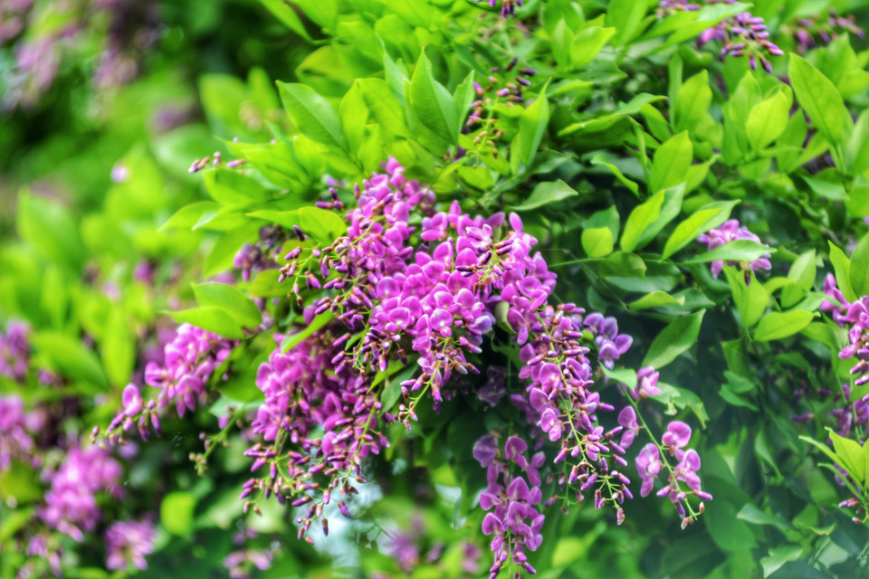 Purple Millettia ichthyochtona flowers, growing in clusters, are hidden among the green foliage. (Photo: VNA)