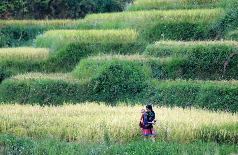 The Mu Cang Chai terraced rice fields are closely associated with the lives and customs of the H’Mong people. (Photo: VNA)