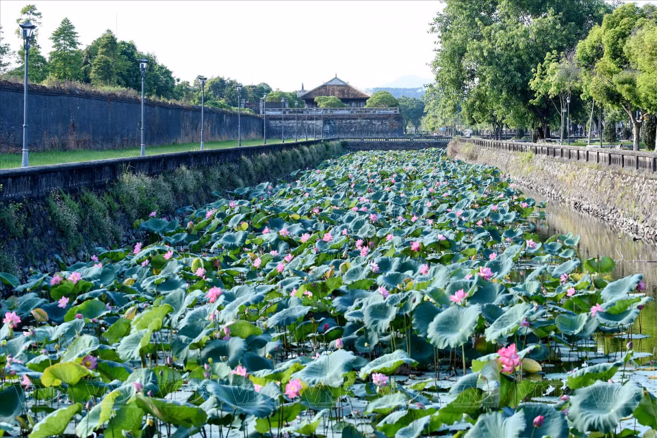 Lotuses add charm to Hue Imperial Citadel. (Photo: VNP/VNA)