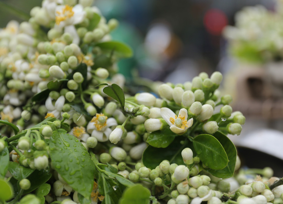 Pomelo blossoms bring a unique feature with their pure fragrance, with those bathing themselves in the fragrance unable to forget the experience. (Photo: VNA)