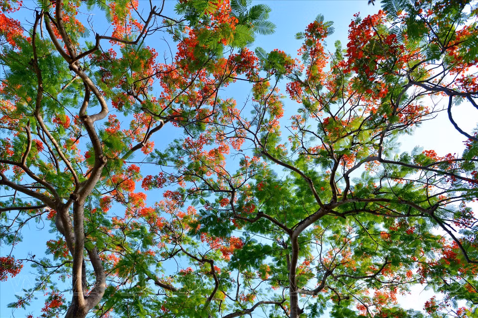 Flamboyant trees, called “Flames of the forest”, add seasonal colour to Vietnam’s former imperial capital. Hue is home to around 1,000 flamboyant trees, and the closing days of June are the best time of the year to enjoy their beauty. (Photo: VNP/VNA)
