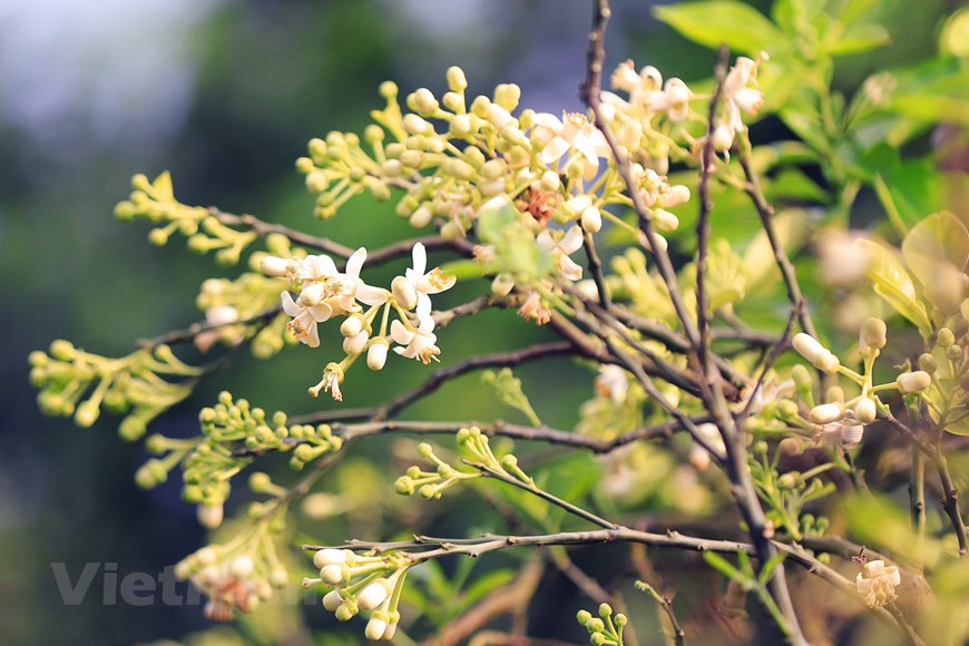 Pomelo flowers are used to relieve colds, coughs, and headaches. (Photo: VNA)