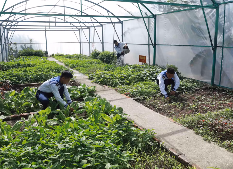 Officers and soldiers on Truong Sa island district planting vegetables for daily use. (Photo: VNA)