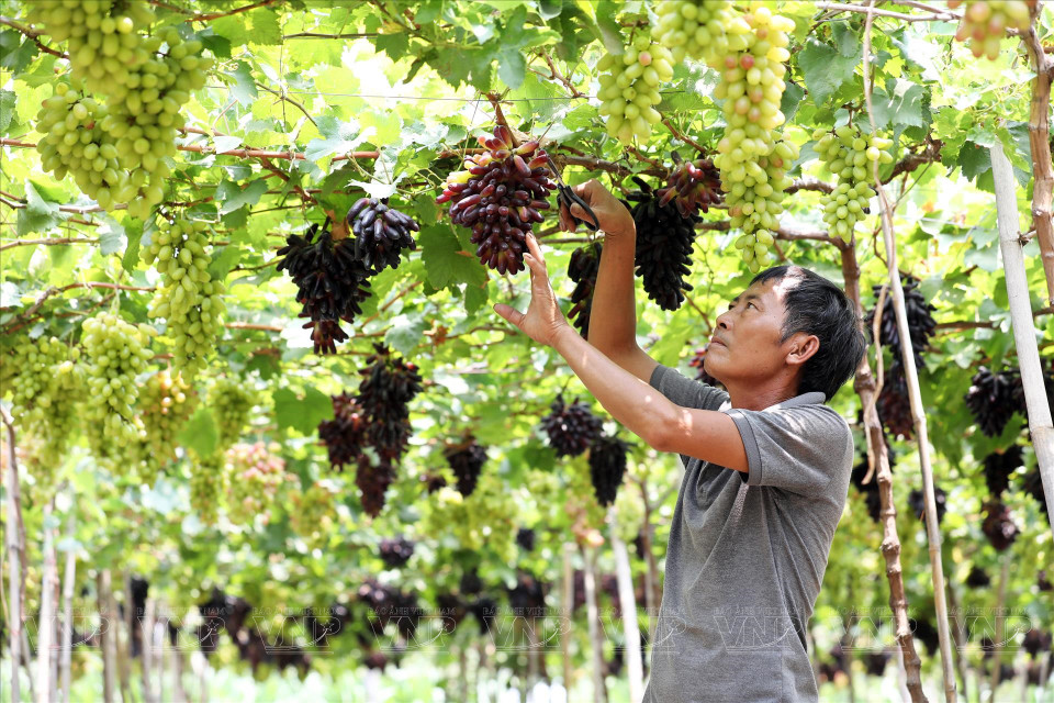 When ripe, the grapes turn an eye-catching purple-black colour. They are succulent yet firm, and seedless with a sweet taste. (Photo: VNP/VNA)