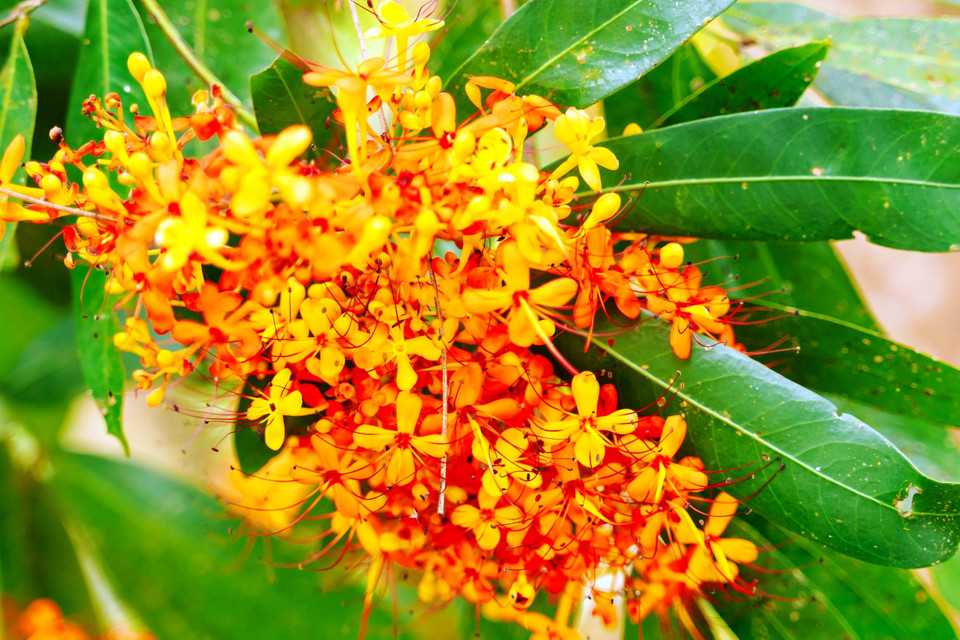 Saraca indica bloom in clusters, have a brilliant orange-red colour, and emit a mild fragrance. (Photo: VNA)