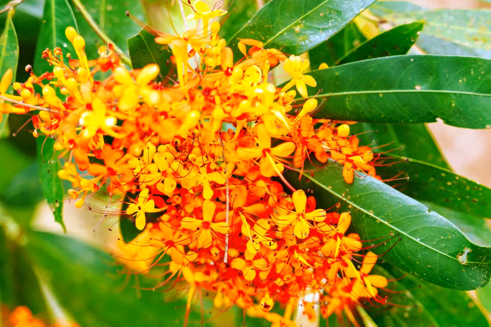 Saraca indica bloom in clusters, have a brilliant orange-red colour, and emit a mild fragrance. (Photo: VNA)
