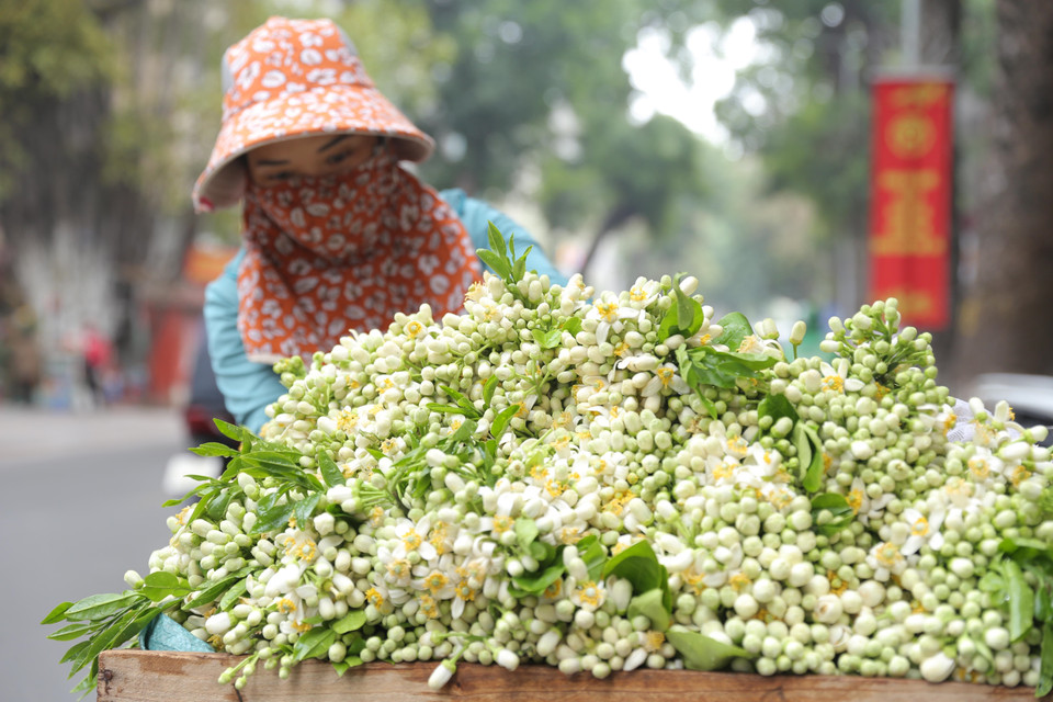 The buds are small, just the size of a longan, but once blooming their fragrance travels a long distance and lasts for some time. (Photo: VNA)