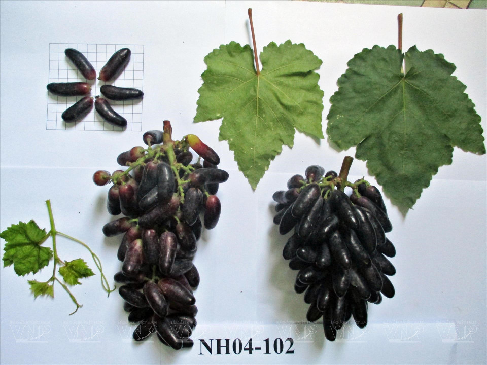 The successful development of seedless black grapes contributes to diversifying high-quality fresh grapes, boosting the competitiveness of Vietnamese grapes with imports. Photo: VNP/VNA)